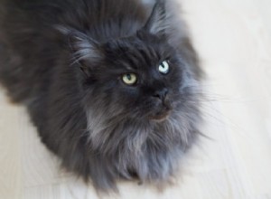 Maine Coon Cat Breed：A Purrific Overview