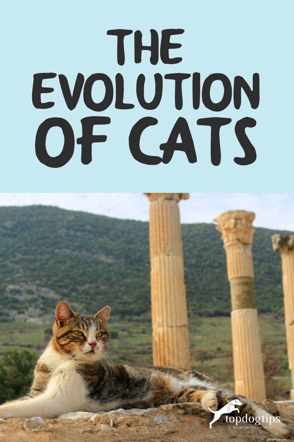 L évolution des chats :connaître notre ami à quatre pattes préféré
