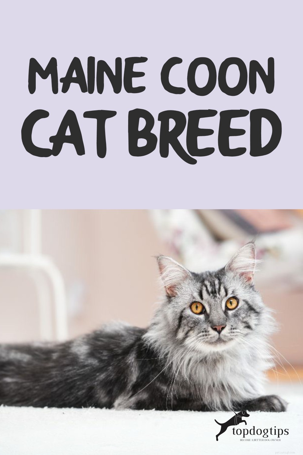 Maine Coon Cat Breed:En renande översikt