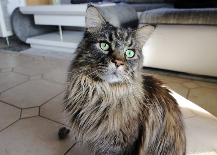 Maine Coon Cat Breed：A Purrific Overview
