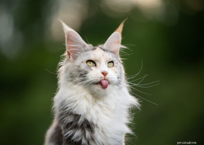 Порода кошек мейн-кун:обзор Purrific