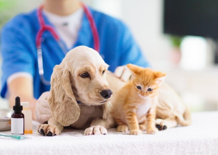O novo benefício do funcionário:seguro para animais de estimação