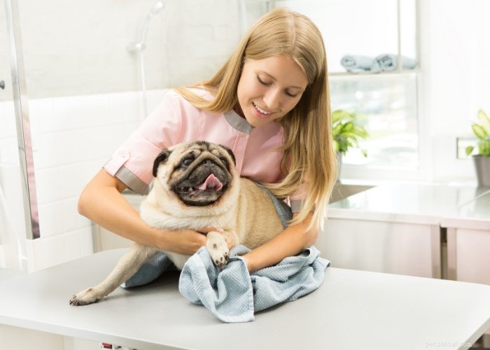 신입사원 혜택:애완동물 보험