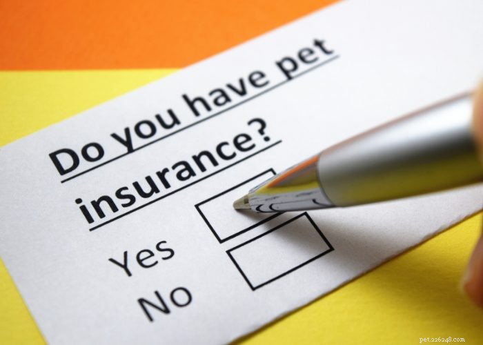 The New Employee Benefit:Pet Insurance