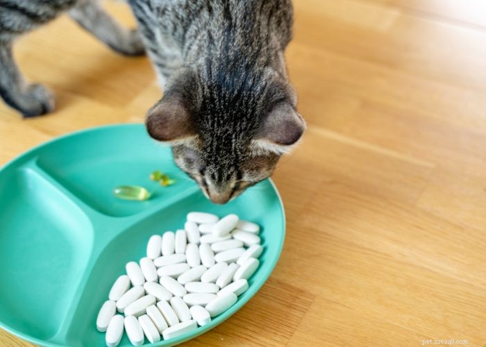 Давайте поговорим о болезнях кошек:8 болезней кошек, на которые следует обратить внимание