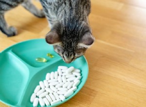 Vamos falar sobre doenças de gatos:8 doenças de gatos a serem observadas