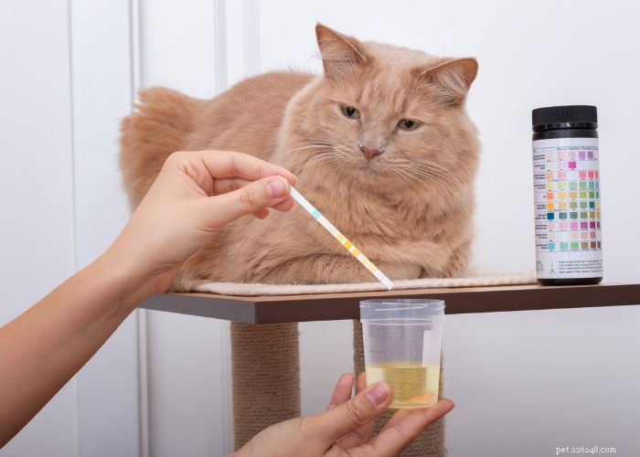 Parlons de la maladie du chat :8 maladies du chat à surveiller