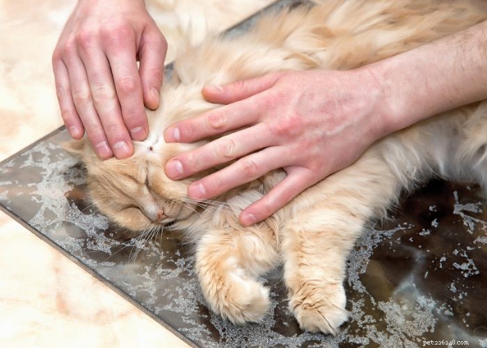 Parliamo di malattie del gatto:8 malattie del gatto a cui prestare attenzione