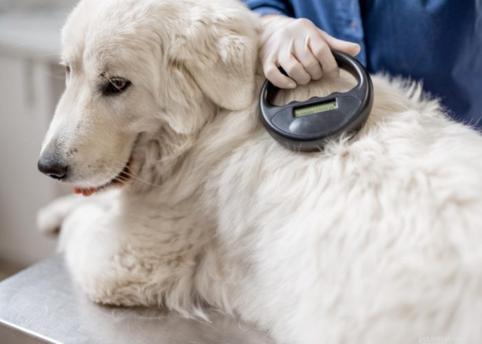 Il nuovo vantaggio per i dipendenti:assicurazione per animali domestici