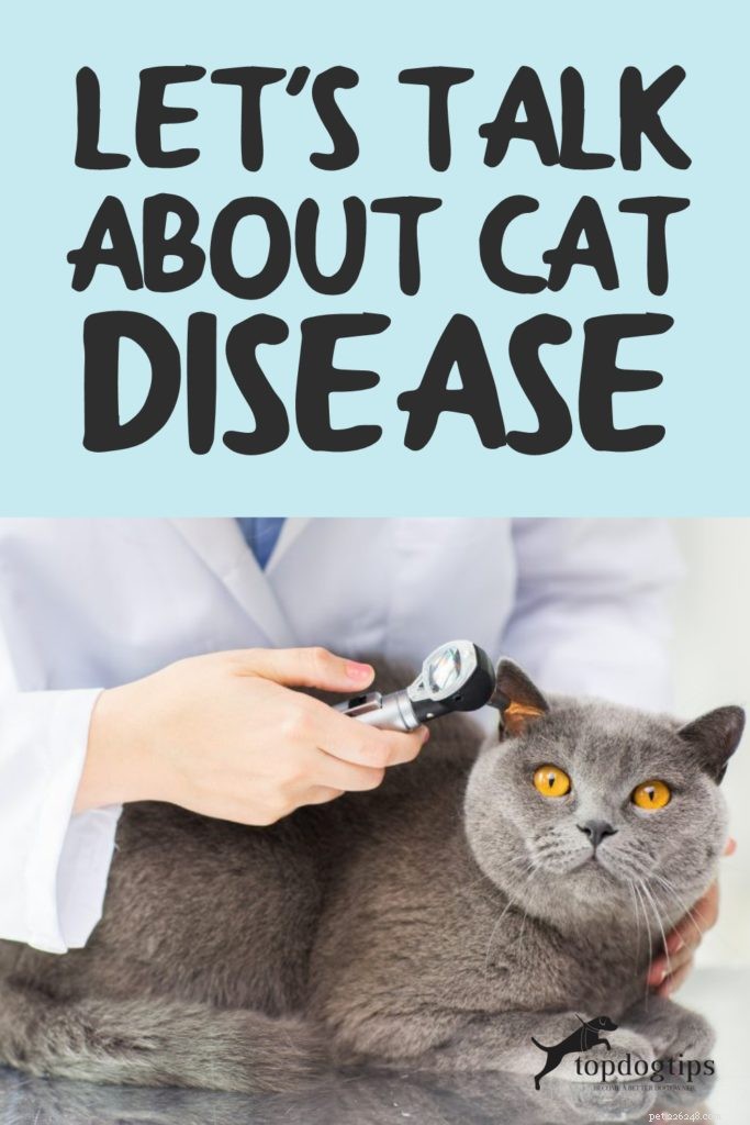 Parlons de la maladie du chat :8 maladies du chat à surveiller