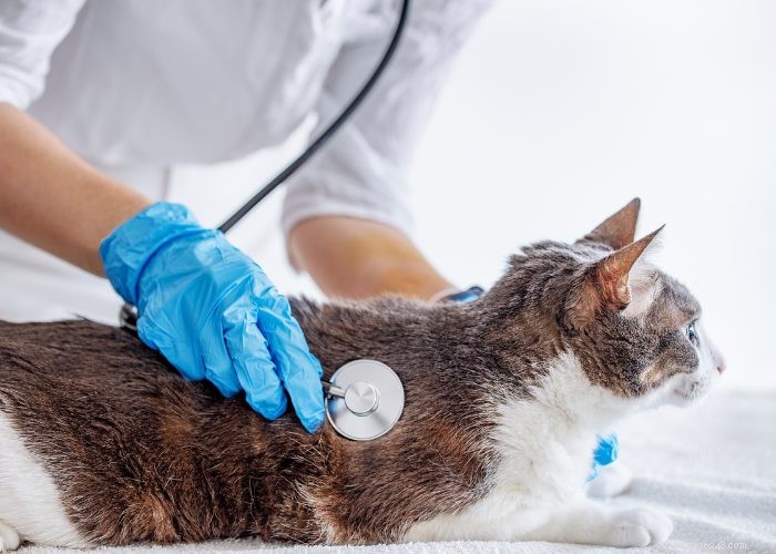 고양이 질병에 대해 알아봅시다:주의해야 할 8가지 고양이 질병