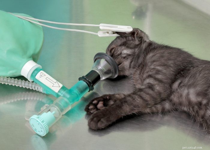 Laten we eens praten over kattenziekte:8 kattenziekten om op te letten