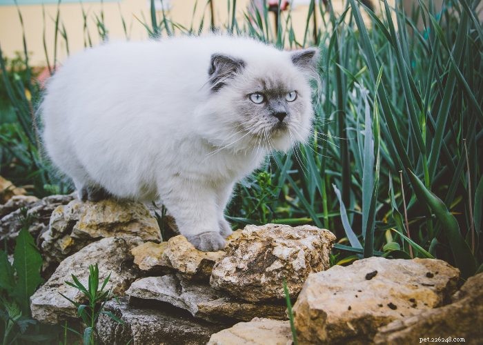 Гималайские кошки:интересные факты о лапах и обзор породы