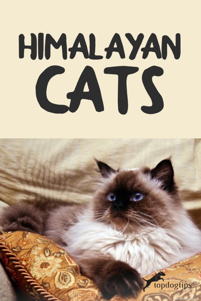 Himalaya katten:poot-tastische feiten en overzicht over het ras