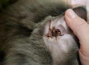 Como limpar as orelhas de um gato