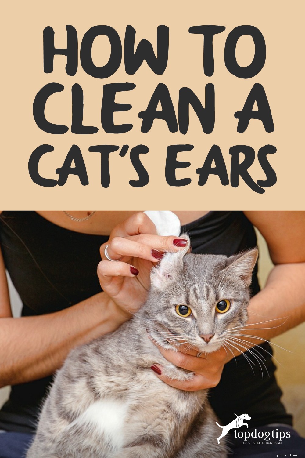 猫の耳をきれいにする方法 