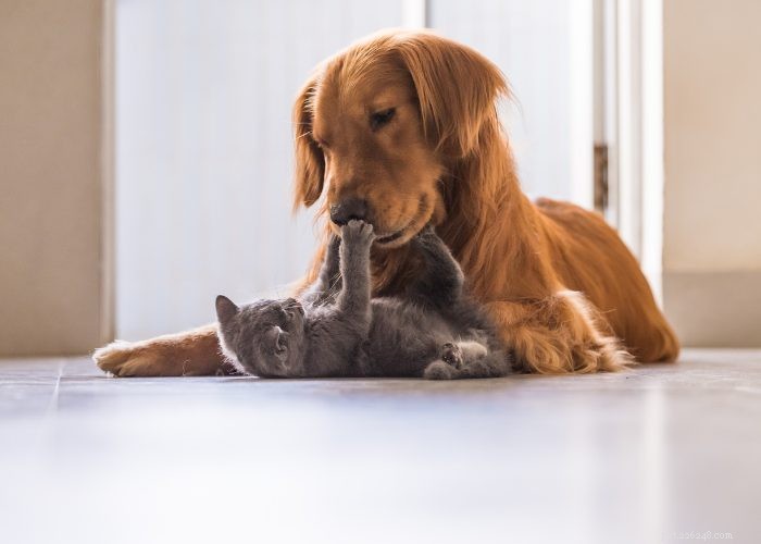 Succesvol kennismaken met uw kat en hond:belangrijke tips om te onthouden 