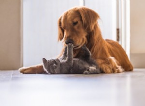Úspěšně představte svou kočku a psa:Důležité tipy k zapamatování 