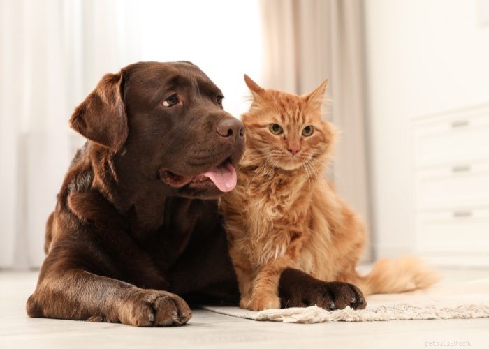 Apresente seu gato e cachorro com sucesso:dicas importantes a serem lembradas 