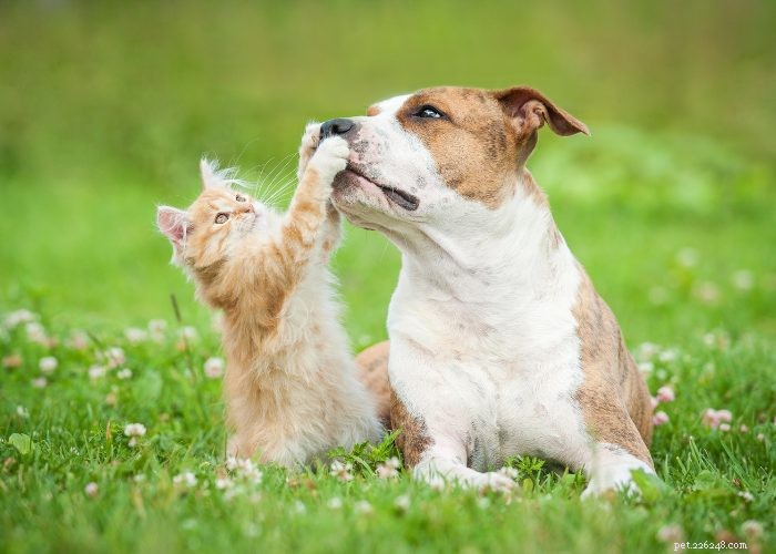 猫と犬の紹介を成功させる：覚えておくべき重要なヒント