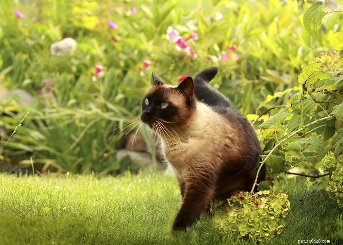 シャム猫の品種–特徴、身だしなみのヒント、興味深い事実