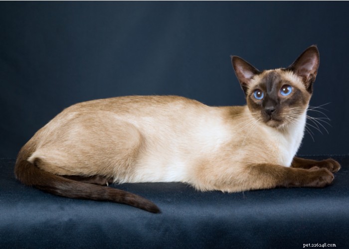Siamees kattenras – kenmerken, verzorgingstips en interessante feiten