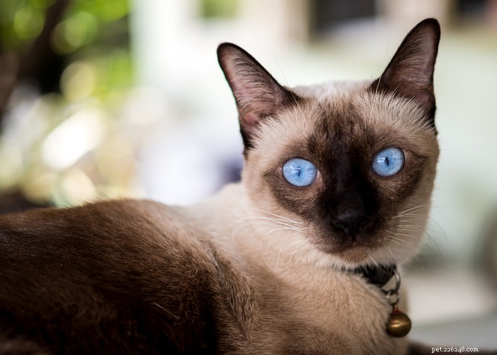 Razza di gatto siamese:caratteristiche, consigli per la toelettatura e fatti interessanti