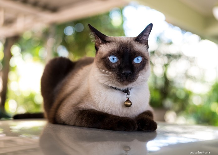 Plemeno siamské kočky – vlastnosti, tipy na péči a zajímavá fakta