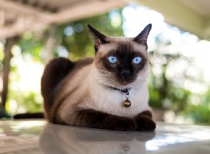 Raça de gato siamês – características, dicas de higiene e curiosidades