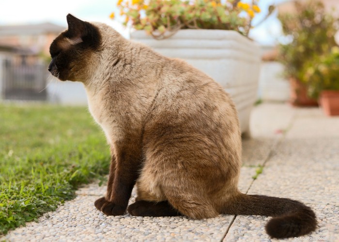 샴 고양이 품종 – 특성, 손질 요령 및 흥미로운 사실