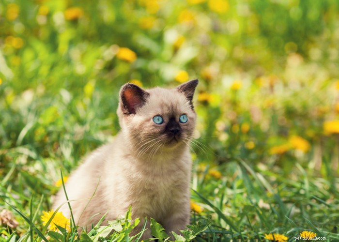 Siamees kattenras – kenmerken, verzorgingstips en interessante feiten