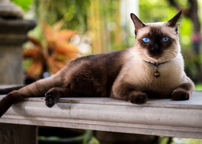Raça de gato siamês – características, dicas de higiene e curiosidades