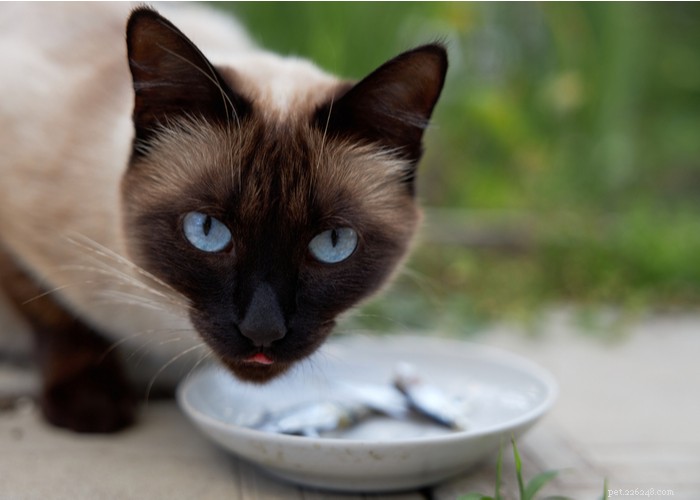 Порода сиамских кошек – характеристики, советы по уходу и интересные факты