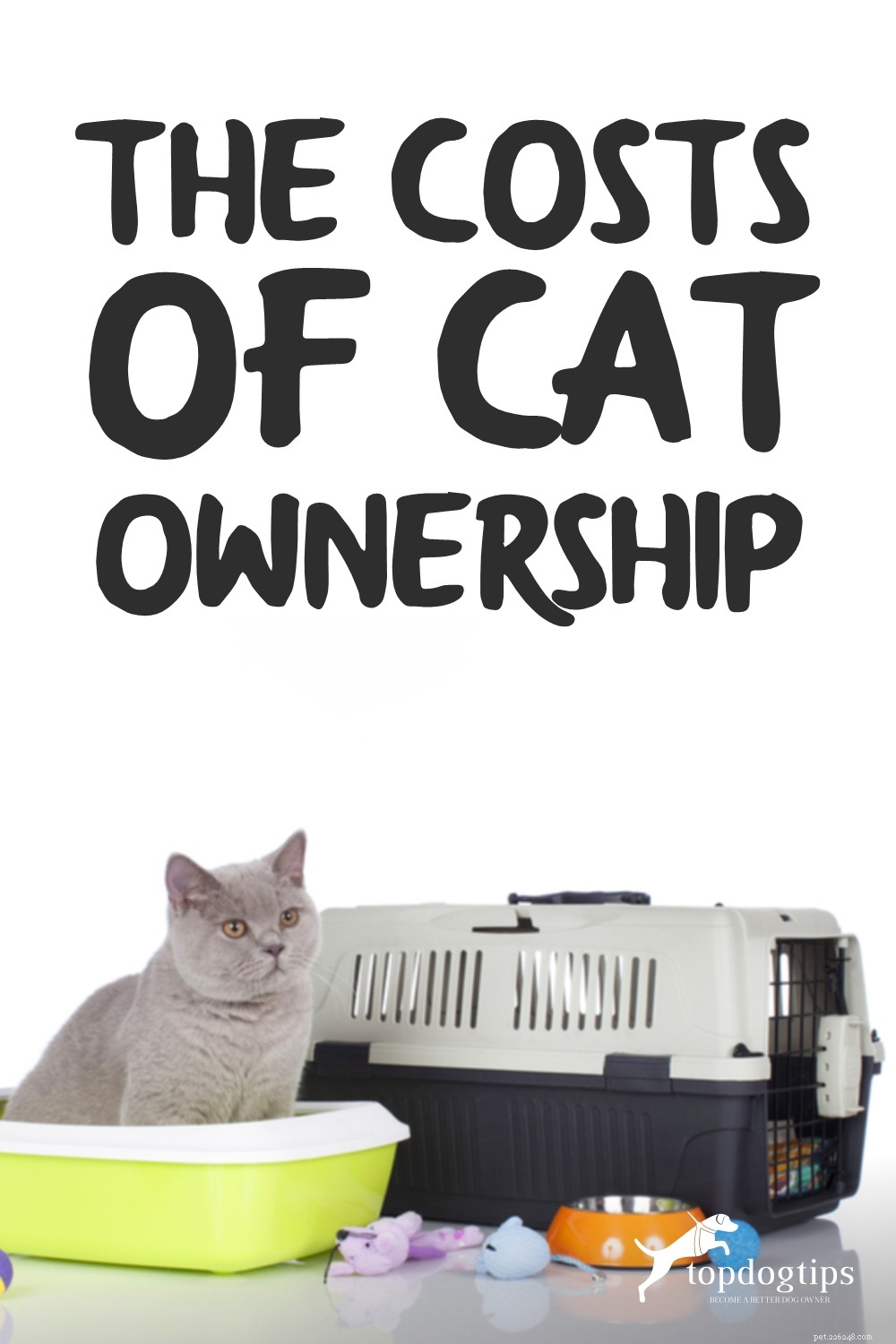 Náklady na vlastnictví kočky