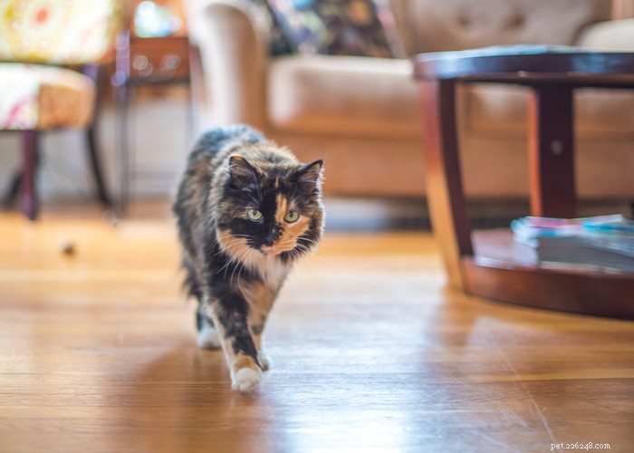 Combien de temps vivent les chats ? – Espérance de vie moyenne féline 