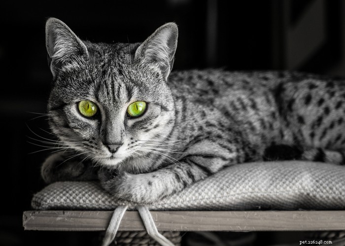 Jak dlouho žijí kočky? – Průměrná předpokládaná délka života koček 
