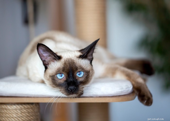 Quanto tempo os gatos vivem? – Expectativa de vida média felina 