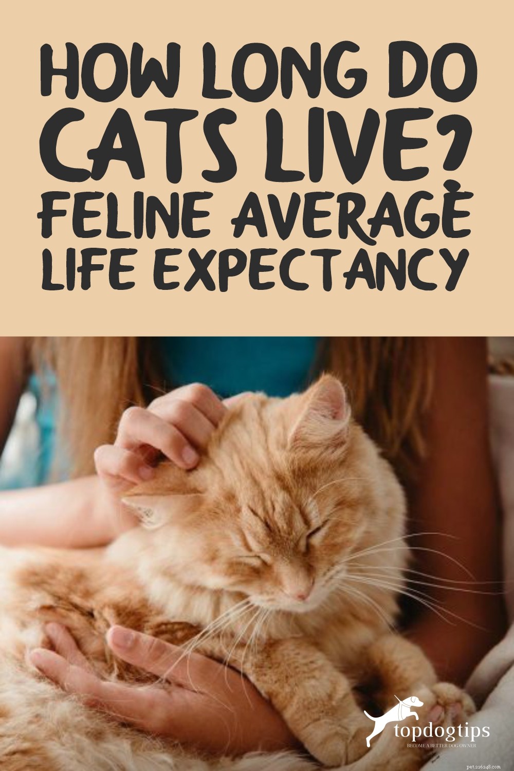 고양이의 수명은? – 고양이 평균 수명 