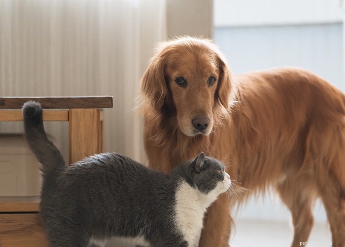 Katter vs. hundar:Vilket gör ett bättre husdjur?