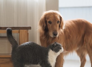 Gatos versus cães:o que torna um animal de estimação melhor?