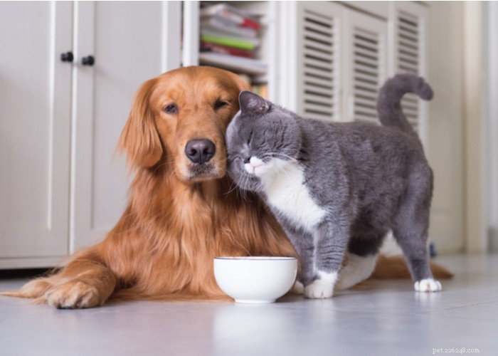 Gatti contro cani:cosa rende un animale domestico migliore?