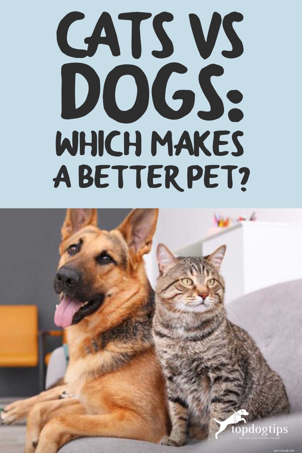 고양이 대 개:어느 것이 더 나은 애완동물이 될까요?