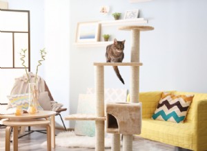 Melhor árvore para gatos de 2021 – um guia de compra e nossas principais opções para felinos