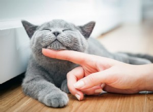 Kočičí březost 101:Komplexní průvodce březími kočkami