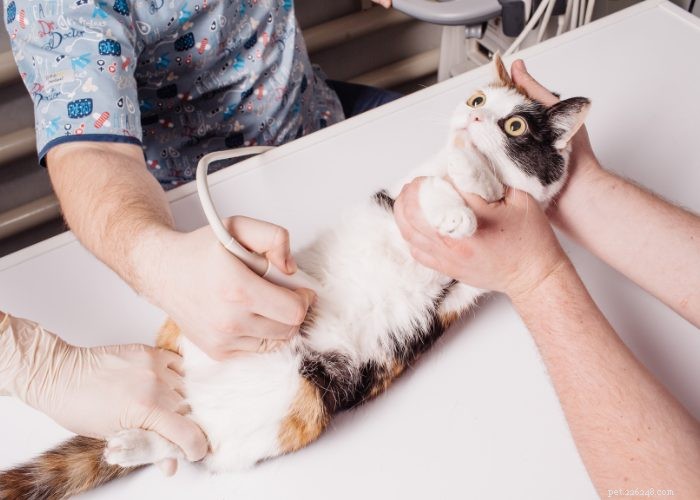 Cat Gravidanza 101:una guida completa alle gatte in gravidanza