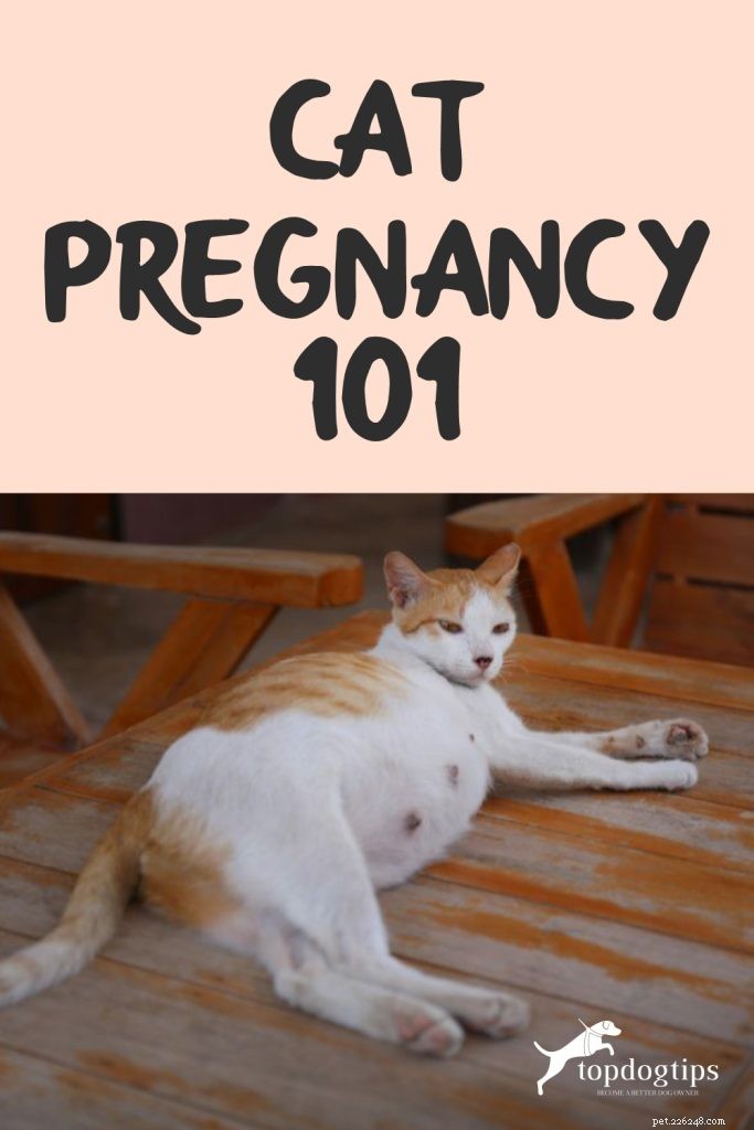 고양이 임신 101:임신한 고양이에 대한 종합 가이드