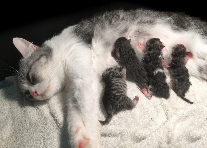 Cat Pregnancy 101 : Un guide complet pour les chattes gestantes