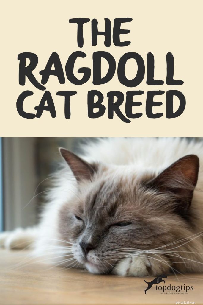 Ragdoll Cat Breed:uma visão geral