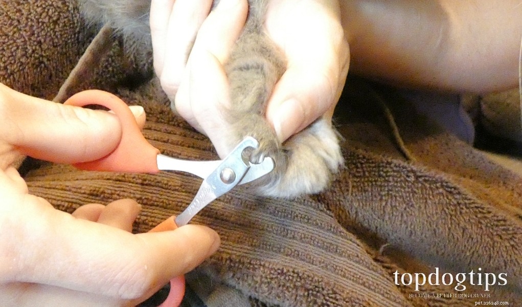 Het knippen van kattennagels:een stapsgewijze handleiding