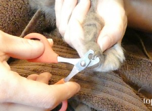 Hur man klipper kattnaglar:en steg-för-steg-guide